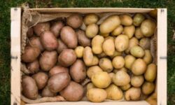 Гастроэнтеролог Кашух предупредила, что канцерогены в продуктах вызывают рак и мутации в ДНК