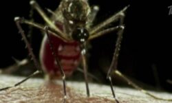 В Поволжье фиксируют случаи лихорадки Западного Нила