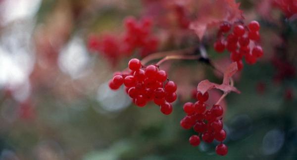 Красная ягодка: 10 вкусных ПП-блюд с калиной Красная ягодка: 10 вкусных ПП-блюд с калиной